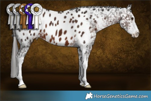 Horse Color:Liver Chestnut Sabino Appaloosa 