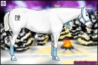 Horse Color:Silver Bay Dun Appaloosa 