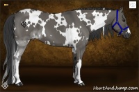 Horse Color:White Spotted Grullo 