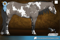 Horse Color:White Spotted Grullo