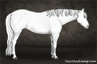 Horse Color:White Spotted Silver Brown Chinchilla Dun Tobiano Blanket 