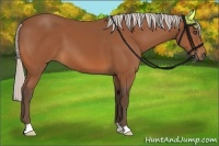Horse Color:Silver Bay 