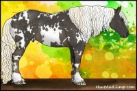 Horse Color:White Spotted Liver Chestnut Rabicano 