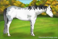 Horse Color:Buckskin Chinchilla Ice Splash Frame 