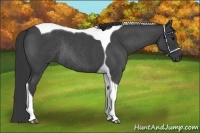 Horse Color:Blue Roan Tobiano Rabicano