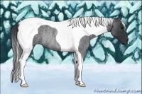 Horse Color:Blue Roan Tobiano Rabicano