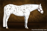Horse Color:Silver Smoky Blue Roan Splash Appaloosa 