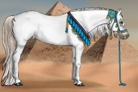 Horse Color:White Spotted Chocolate Palomino Frame