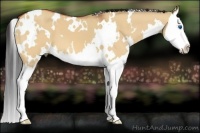 Horse Color:White Spotted Bay Dun Splash 