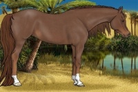 Horse Color:Red Roan 
