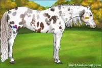 Horse Color:White Spotted Liver Chestnut Sabino Appaloosa Rabicano