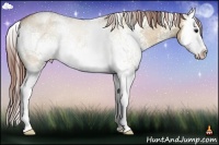 Horse Color:White Spotted Bay Dun Sabino Splash Appaloosa Rabicano 