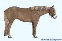 Horse Color:Chocolate Palomino Sabino 