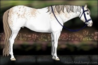 Horse Color:White Spotted Buckskin Appaloosa
