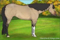 Horse Color:Bay Roan Dun 