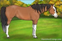 Horse Color:Bay Splash 