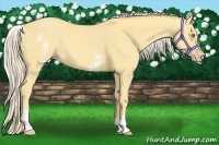 Horse Color:White Spotted Gold Cream Champagne