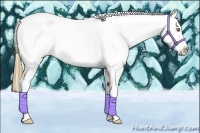 Horse Color:Gold Champagne Roan Appaloosa 