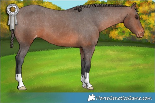 Horse Color:Brown Appaloosa 