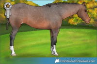 Horse Color:Brown Appaloosa 