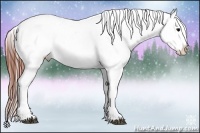Horse Color:Brown Appaloosa 