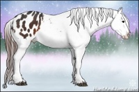 Horse Color:Brown Appaloosa