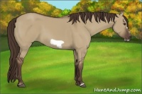 Horse Color:Liver Red Dun Frame
