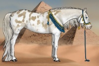 Horse Color:Liver Red Dun Splash Appaloosa