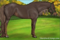 Horse Color:Liver Chestnut Sabino