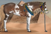 Horse Color:Liver Chestnut Sabino 