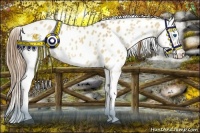 Horse Color:Red Dun Splash Appaloosa 