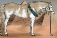 Horse Color:White Spotted Liver Red Dun Splash 