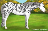 Horse Color:Black Splash Appaloosa Rabicano 