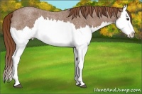 Horse Color:Red Roan Splash 