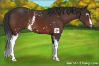 Horse Color:White Spotted Bay 
