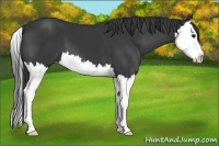 Horse Color:Black Splash
