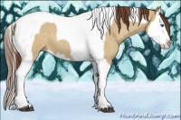Horse Color:Red Dun Splash Tobiano