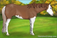 Horse Color:Chestnut Splash 