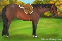Horse Color:Bay Roan 