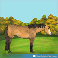 Horse Color:Buckskin Sabino