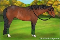 Horse Color:Bay Rabicano 