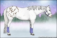 Horse Color:Silver Smoky Black Sabino Appaloosa