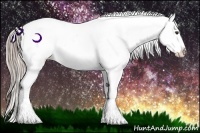 Horse Color:Chocolate Palomino Dun Appaloosa 