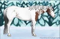 Horse Color:White Spotted Bay Tobiano