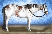 Horse Color:White Spotted Bay Rabicano