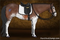 Horse Color:White Spotted Bay 