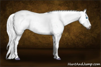 Horse Color:Gray Bay Dun Splash Appaloosa