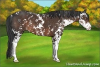 Horse Color:Liver Chestnut Sabino 