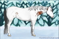 Horse Color:White Spotted Bay Splash Tobiano