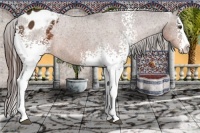 Horse Color:White Spotted Liver Chestnut Splash Appaloosa 